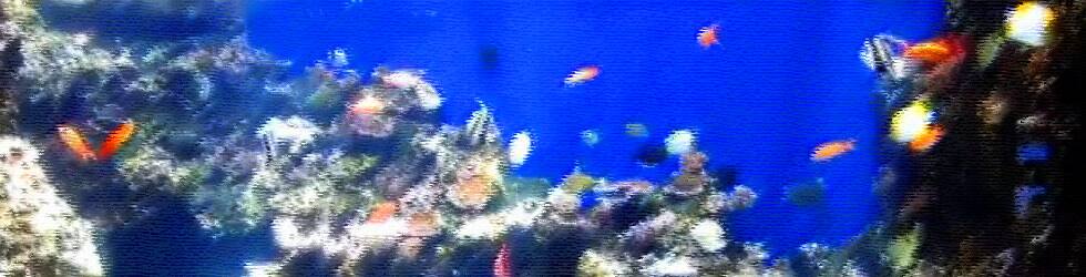 ハワイ固有種がいるワイキキの水族館へのザ・バスなどでの行き方